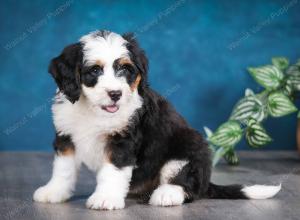 tri-colored female mini bernedoodle near Chicago Illinois