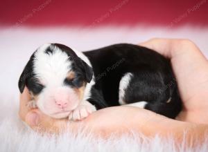 tri-colored female mini bernedoodle near Chicago Illinois