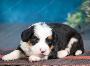 tri-colored female mini bernedoodle near Chicago Illinois