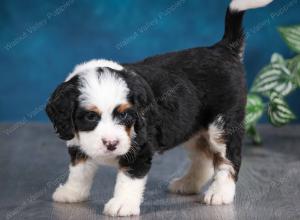 tri-colored female mini bernedoodle near Chicago Illinois