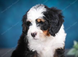 tri-colored female mini bernedoodle near Chicago Illinois