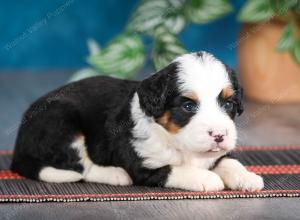 tri-colored female mini bernedoodle near Chicago Illinois