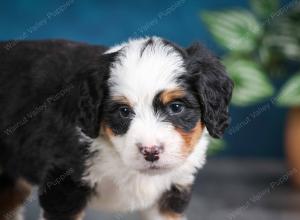 tri-colored female mini bernedoodle near Chicago Illinois