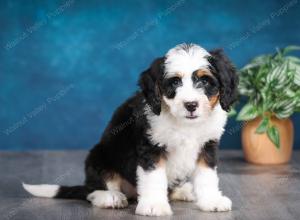 tri-colored female mini bernedoodle near Chicago Illinois