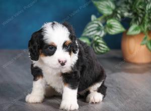 tri-colored female mini bernedoodle near Chicago Illinois