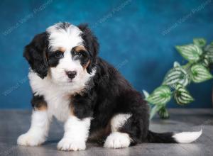 tri-colored female mini bernedoodle near Chicago Illinois