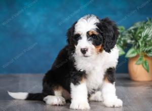 tri-colored female mini bernedoodle near Chicago Illinois