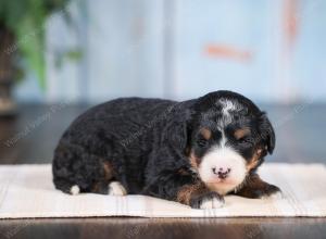 Mini bernedoodle near Chicago Illinois 