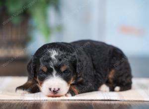 Mini bernedoodle near Chicago Illinois 