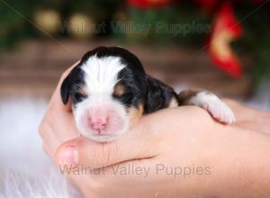 tri-colored mini bernedoodle near Chicago Illinois