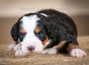 tri-colored mini bernedoodle near Chicago Illinois