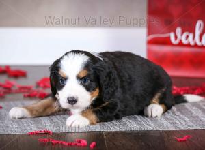 tri-colored mini bernedoodle near Chicago Illinois