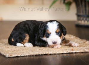 tri-colored mini bernedoodle near Chicago Illinois