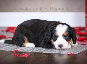 tri-colored mini bernedoodle near Chicago Illinois