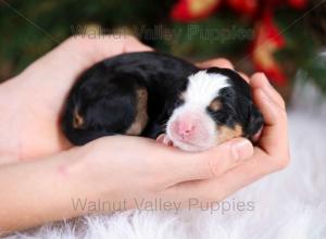 tri-colored mini bernedoodle near Chicago Illinois