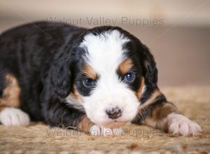 tri-colored mini bernedoodle near Chicago Illinois