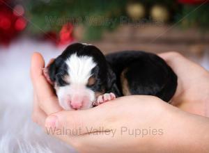 tri-colored mini bernedoodle near Chicago Illinois