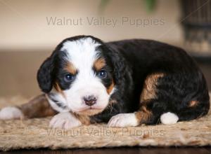 tri-colored mini bernedoodle near Chicago Illinois