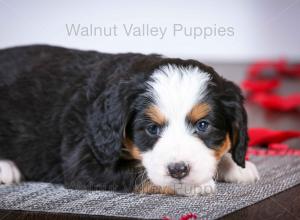 tri-colored mini bernedoodle near Chicago Illinois