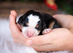 tri-colored mini bernedoodle near Chicago Illinois