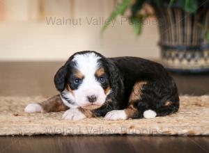 tri-colored mini bernedoodle near Chicago Illinois