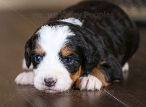 tri-colored mini bernedoodle near Chicago Illinois