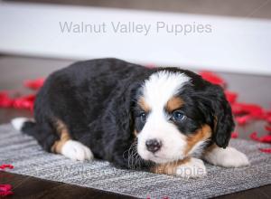 tri-colored mini bernedoodle near Chicago Illinois