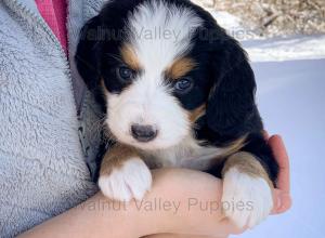 tri-colored mini bernedoodle near Chicago Illinois