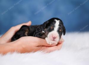 Mini bernedoodle near Chicago Illinois 