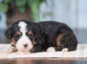 Mini bernedoodle near Chicago Illinois 