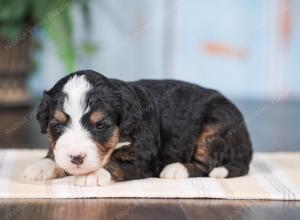 Mini bernedoodle near Chicago Illinois 