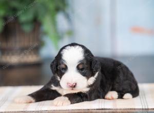 Mini bernedoodle near Chicago Illinois 