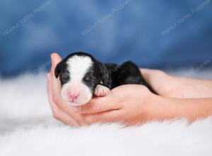 Mini bernedoodle near Chicago Illinois 