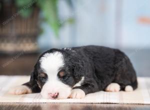 Mini bernedoodle near Chicago Illinois 