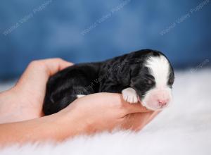 Mini bernedoodle near Chicago Illinois 