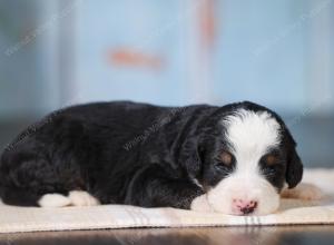 Mini bernedoodle near Chicago Illinois 