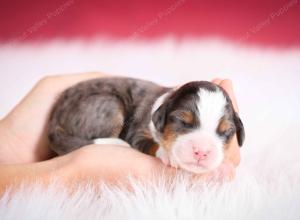 blue merle male mini bernedoodle near Chicago Illinois