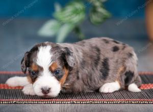 blue merle male mini bernedoodle near Chicago Illinois