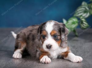 blue merle male mini bernedoodle near Chicago Illinois