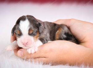 blue merle male mini bernedoodle near Chicago Illinois