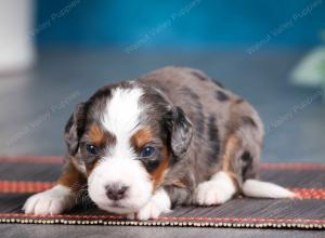 blue merle male mini bernedoodle near Chicago Illinois