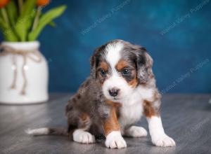 blue merle male mini bernedoodle near Chicago Illinois