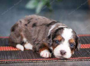 blue merle male mini bernedoodle near Chicago Illinois