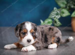 blue merle male mini bernedoodle near Chicago Illinois