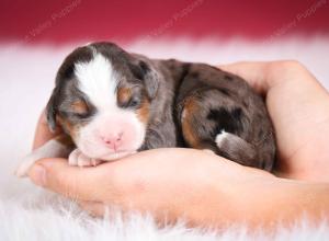 blue merle male mini bernedoodle near Chicago Illinois