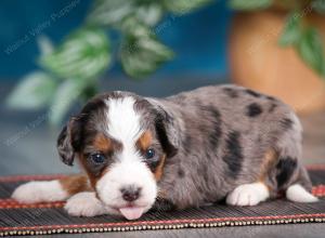 blue merle male mini bernedoodle near Chicago Illinois