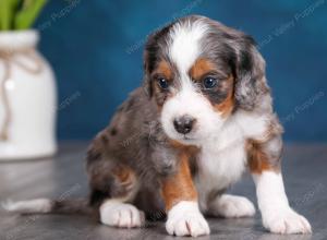 blue merle male mini bernedoodle near Chicago Illinois