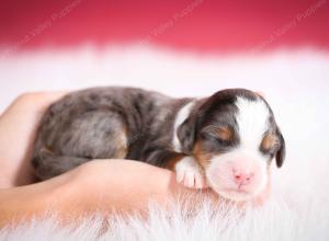 blue merle male mini bernedoodle near Chicago Illinois