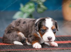 blue merle male mini bernedoodle near Chicago Illinois