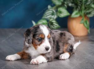 blue merle male mini bernedoodle near Chicago Illinois